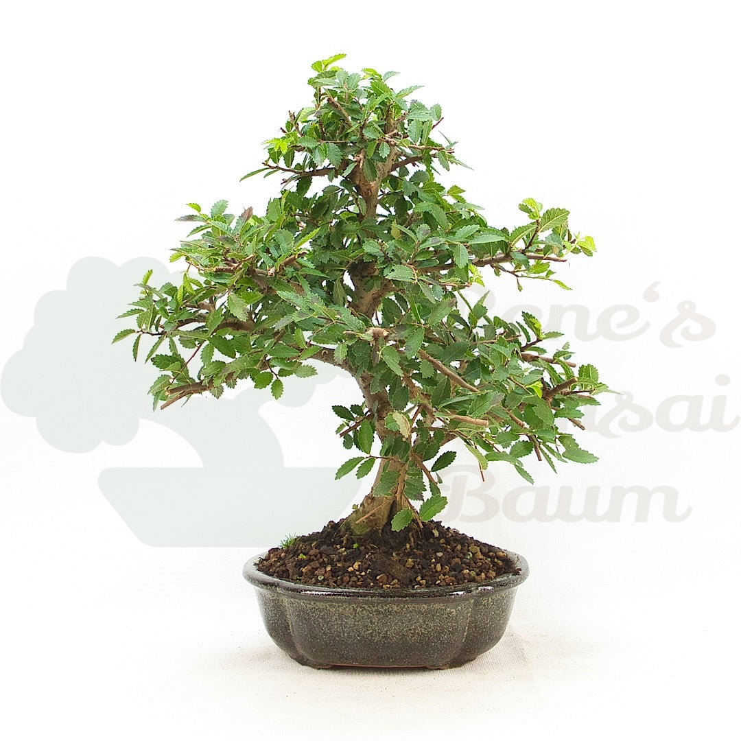 Japanische Ulme 'Ulmus japonica'